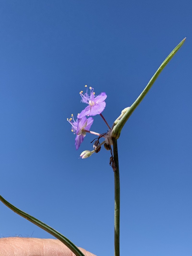 Wright's Spiderwort photo 8