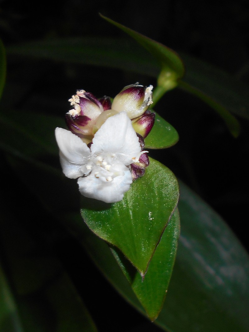 Cohitre Blanco photo 3