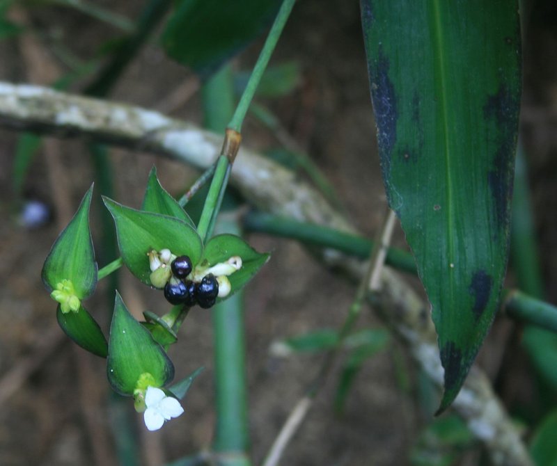 Cohitre Blanco photo 7