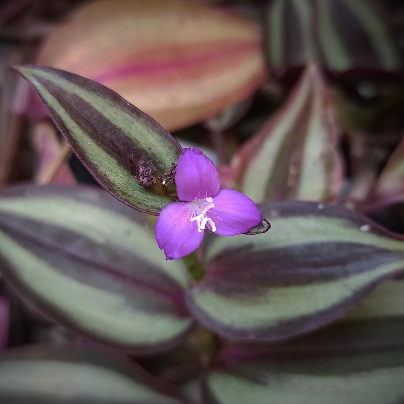 Inchplant photo 2
