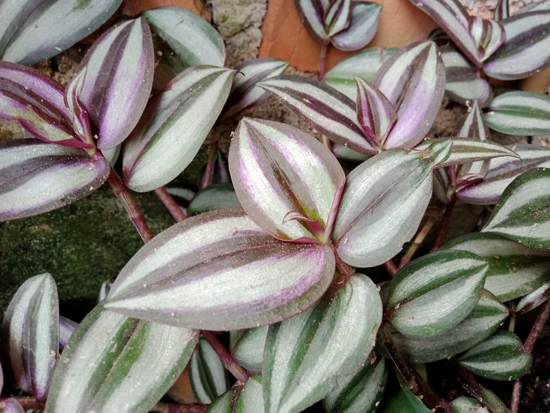 Inchplant photo 3