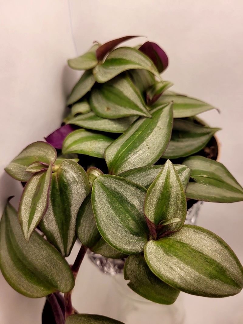 Inchplant photo 4
