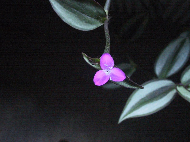 Inchplant photo 8