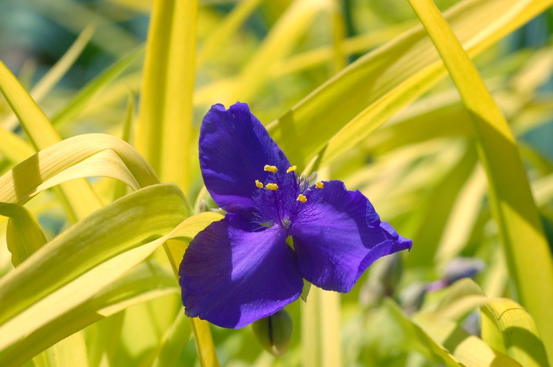Spiderwort
