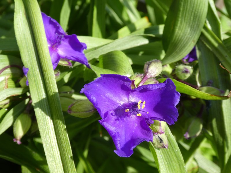 Spiderwort photo 4