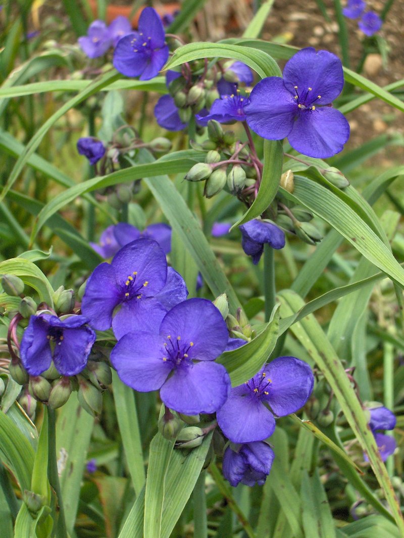 Spiderwort photo 5