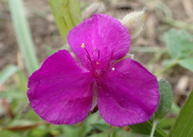 Spiderwort photo 6