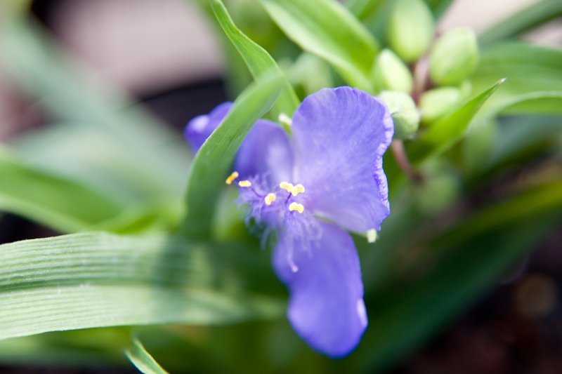 Spiderwort photo 7