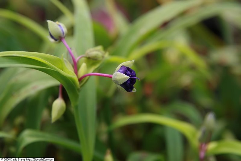 Spiderwort photo 8