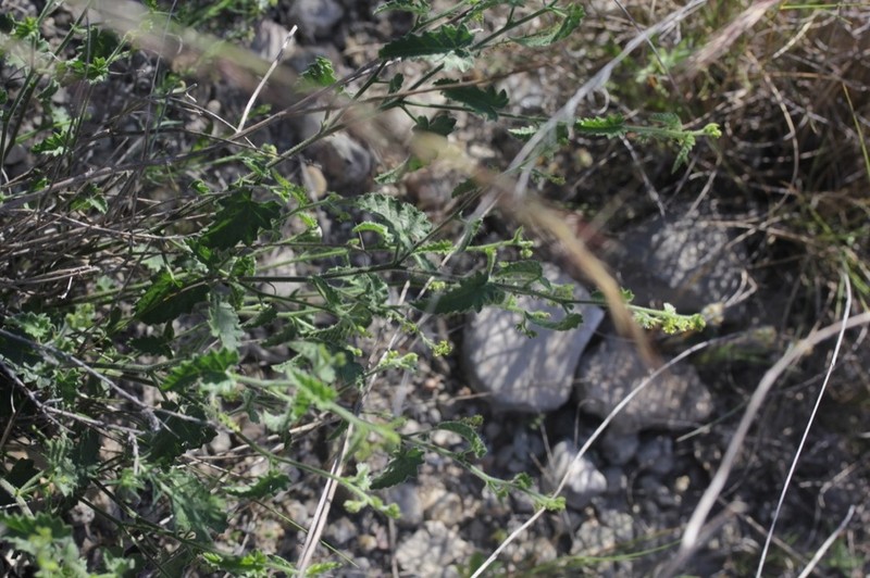 Dogtooth Noseburn photo 3