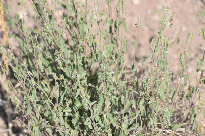 Dogtooth Noseburn photo 8