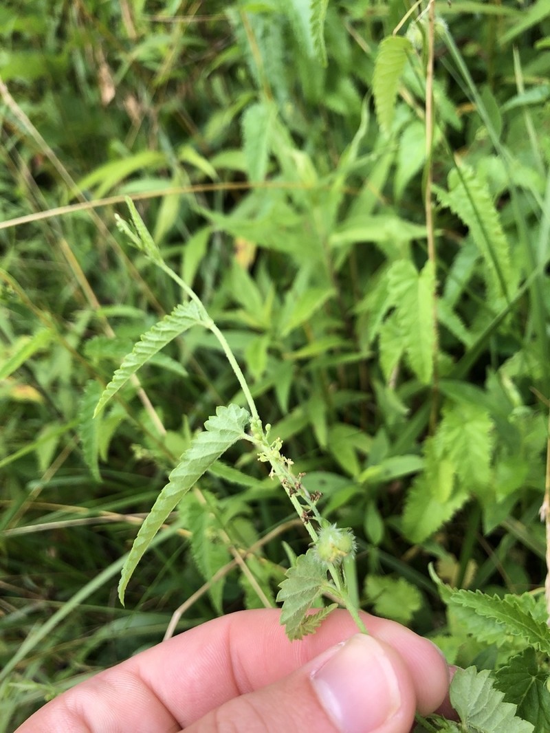 Betonyleaf Noseburn photo 5