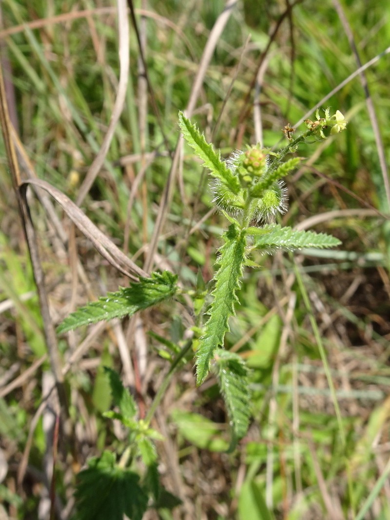 Betonyleaf Noseburn photo 7