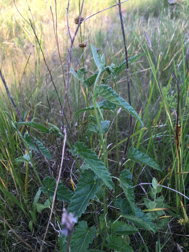 Betonyleaf Noseburn photo 8