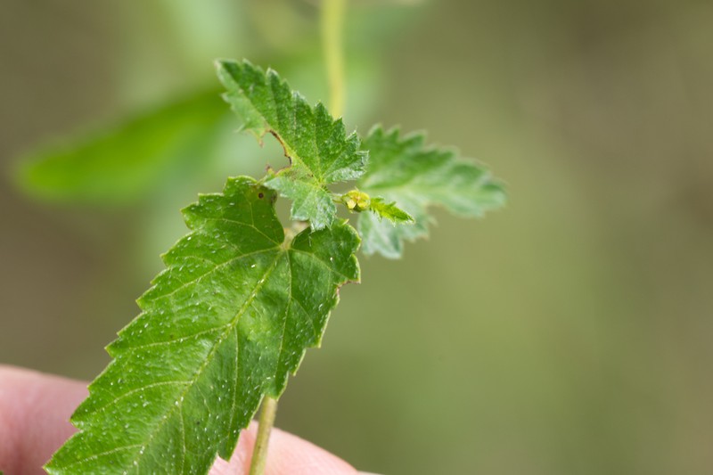 Shortspike Noseburn