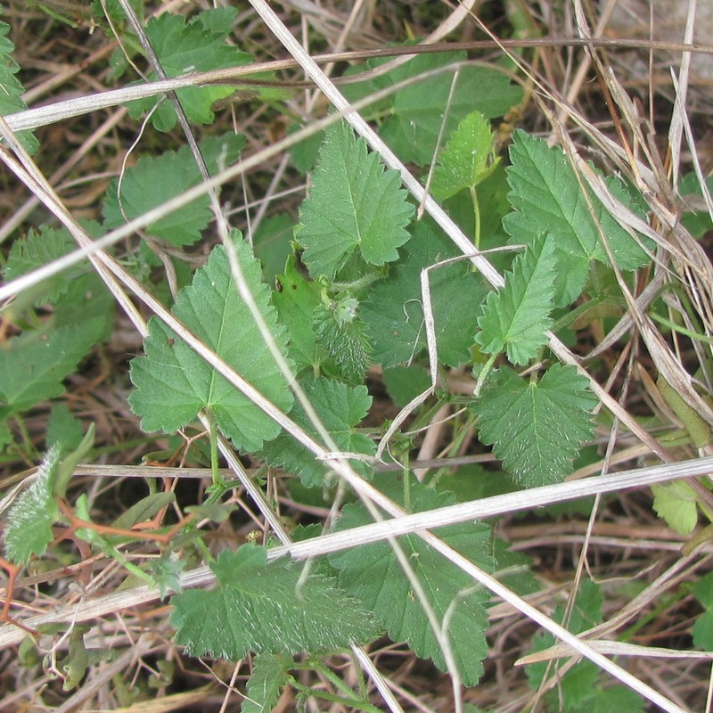Shortspike Noseburn photo 2