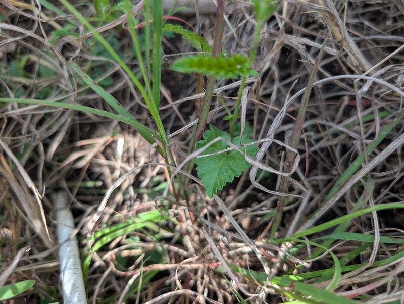 Shortspike Noseburn photo 3