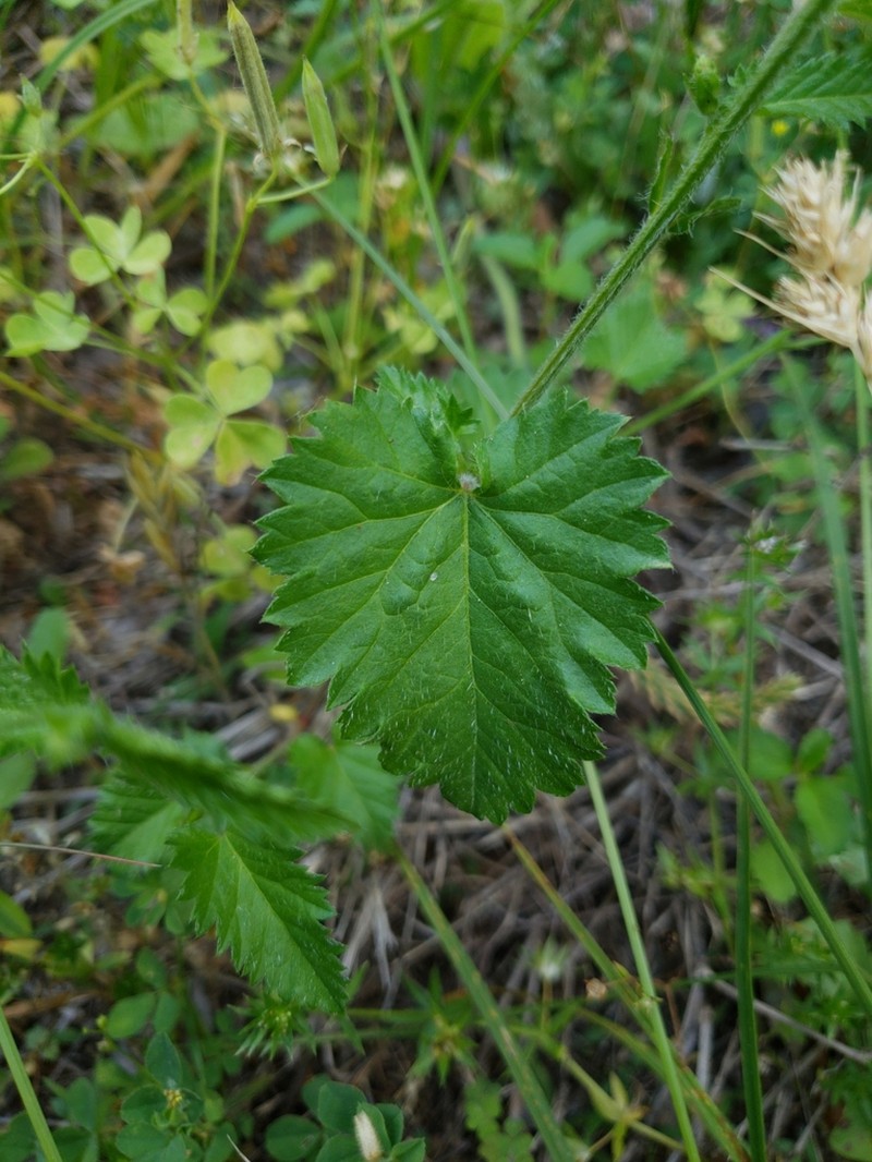 Shortspike Noseburn photo 4