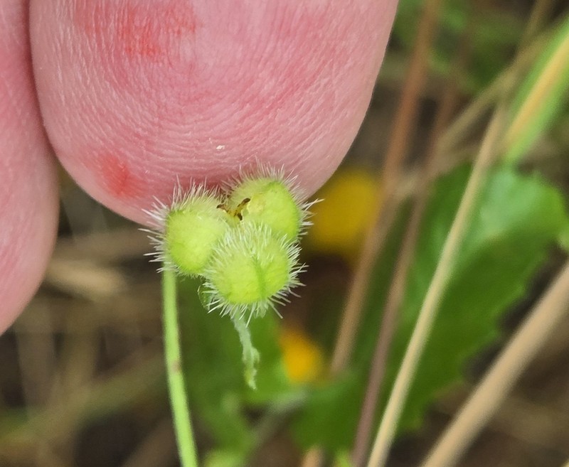 Shortspike Noseburn photo 5