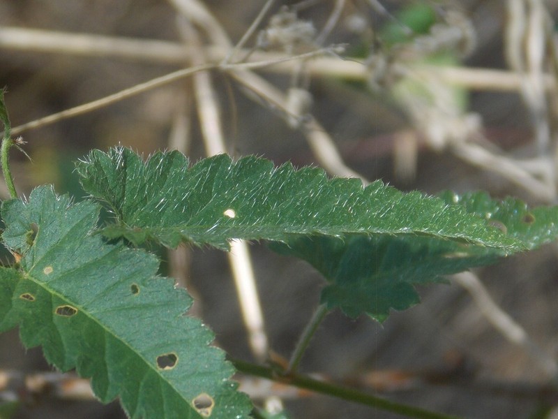 Shortspike Noseburn photo 6
