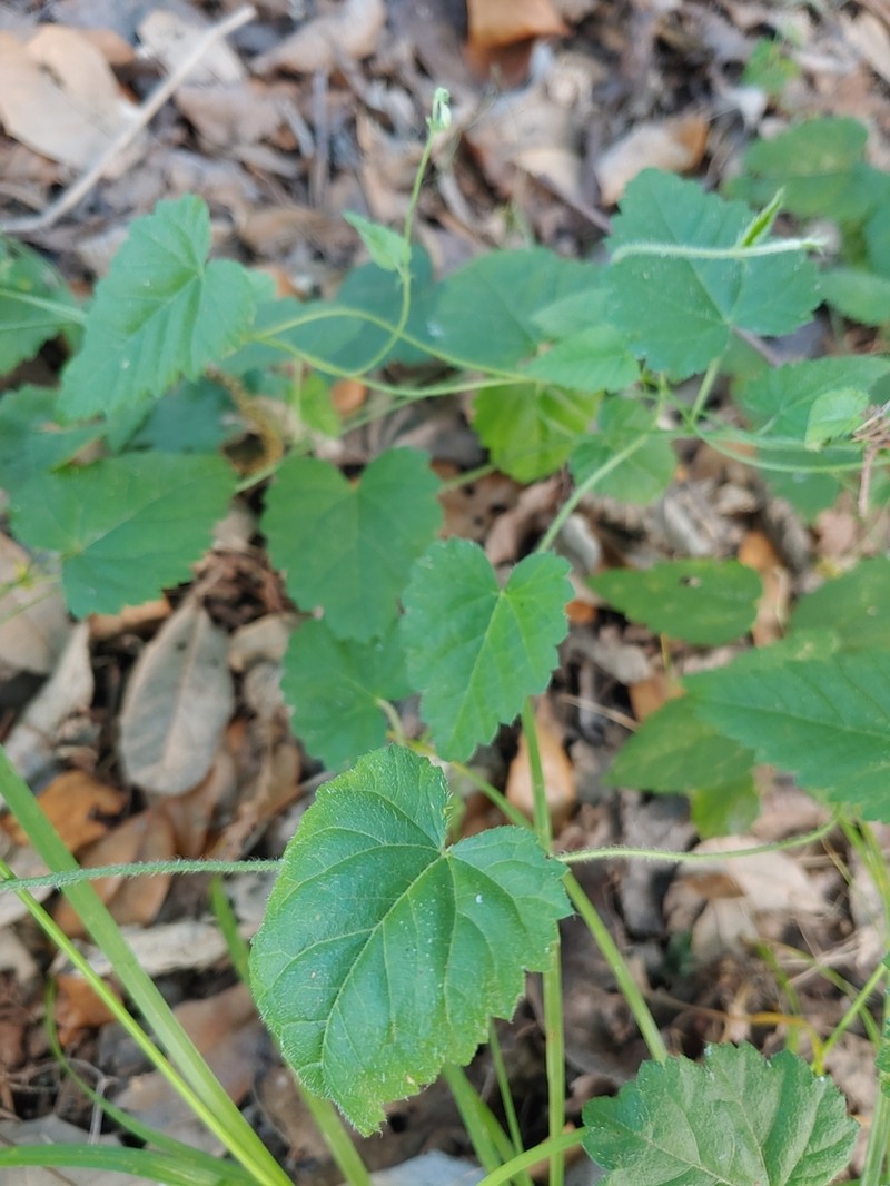 Shortspike Noseburn photo 7