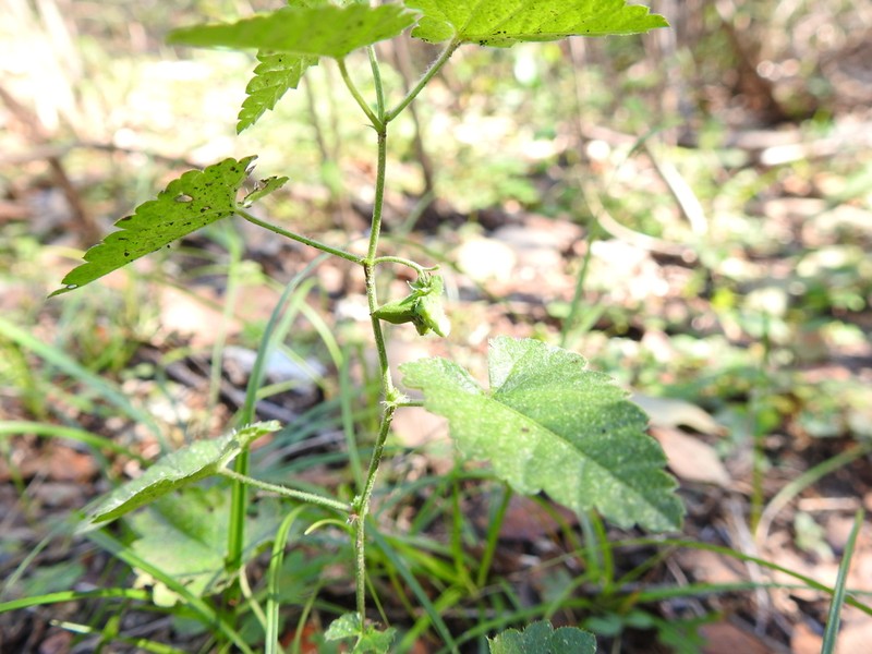 Shortspike Noseburn photo 8