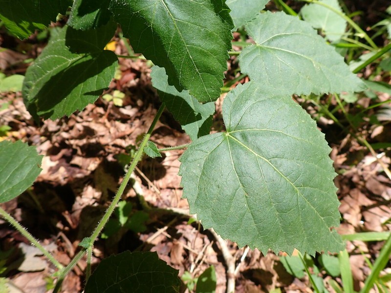 Heartleaf Noseburn photo 3