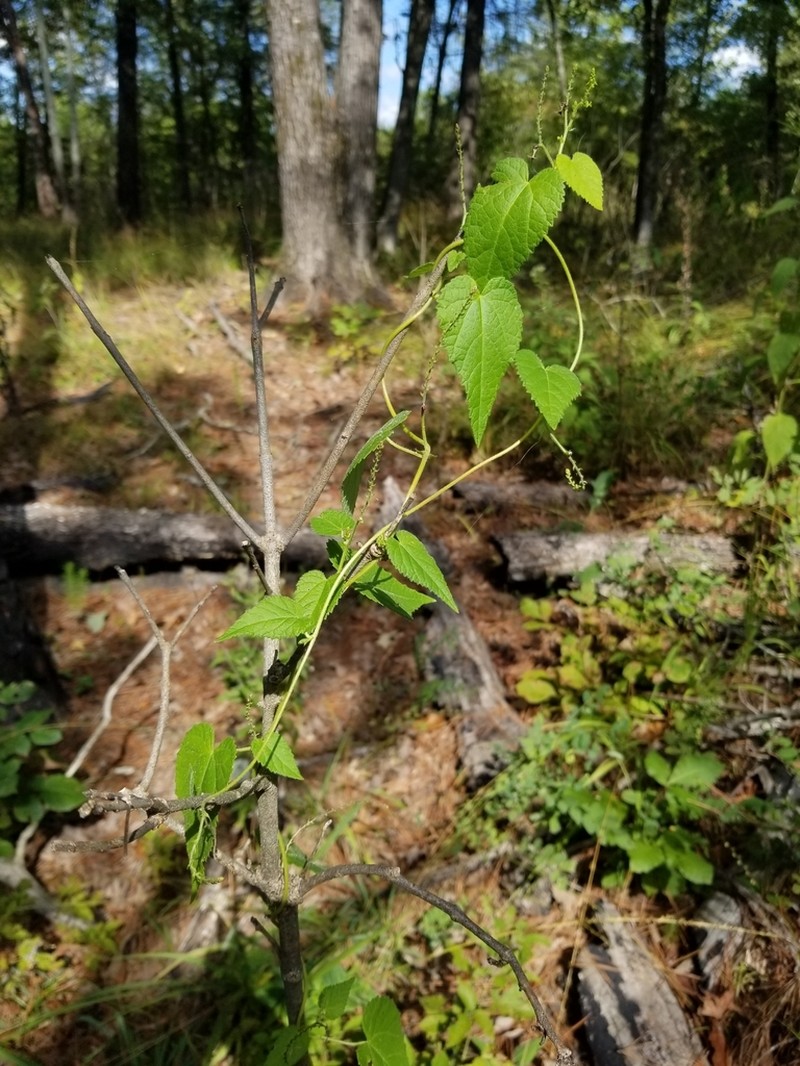 Heartleaf Noseburn photo 4