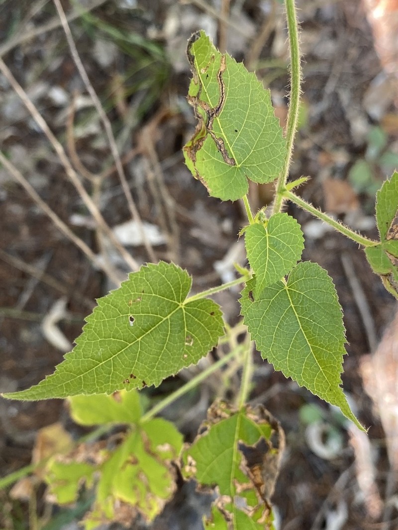 Heartleaf Noseburn photo 5
