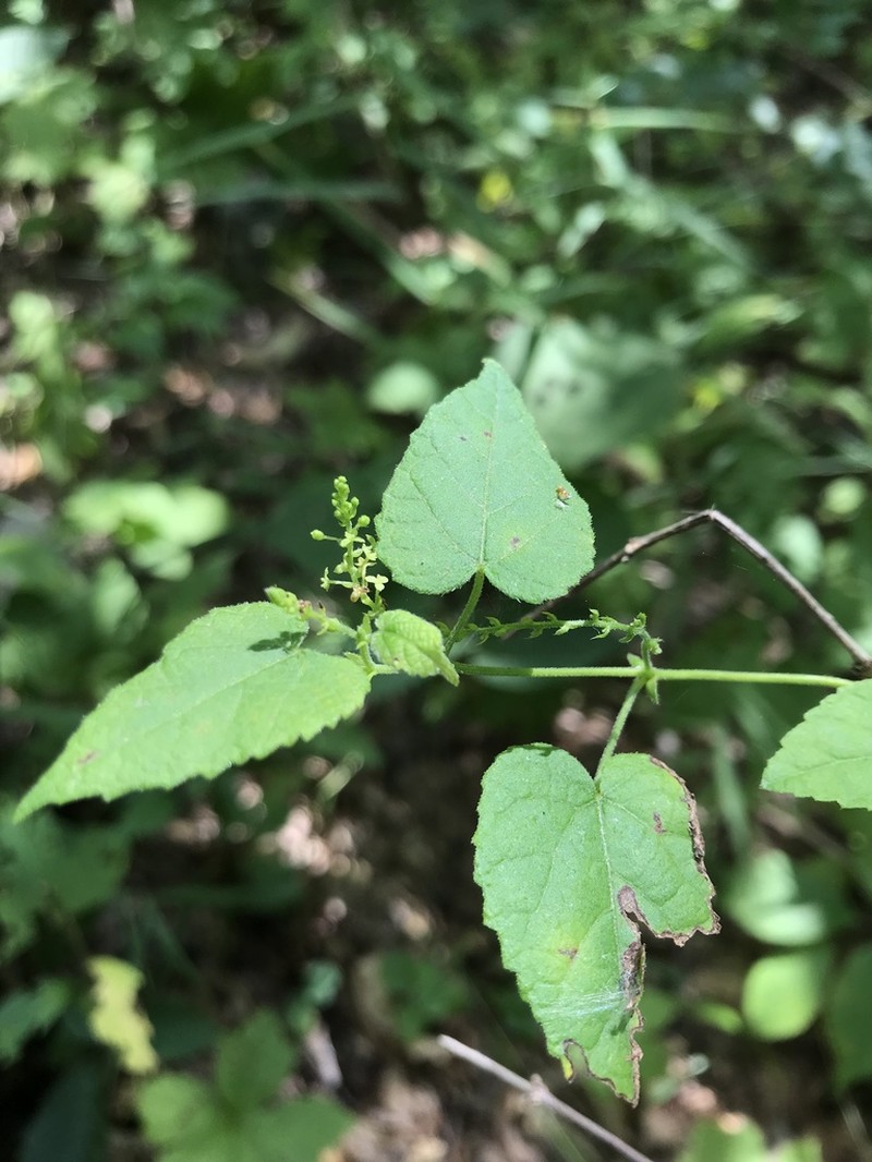 Heartleaf Noseburn photo 6