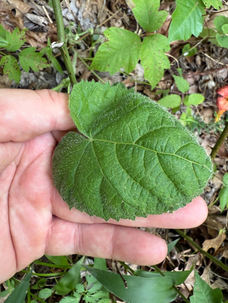 Heartleaf Noseburn photo 7