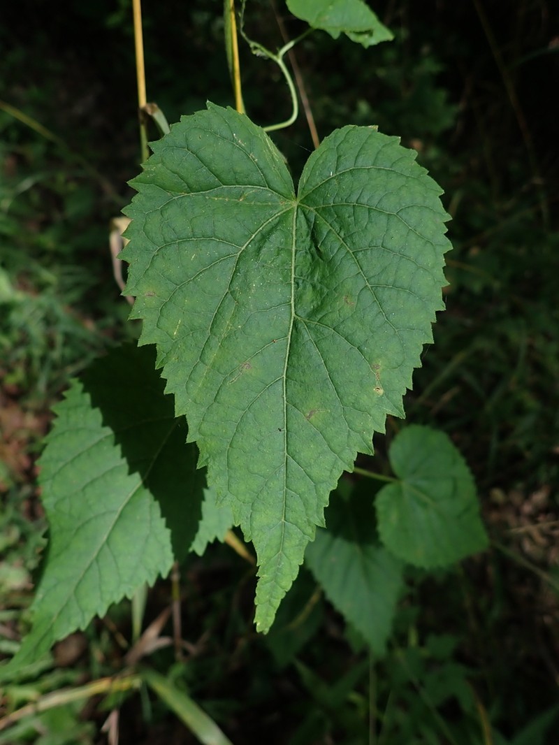 Heartleaf Noseburn photo 8