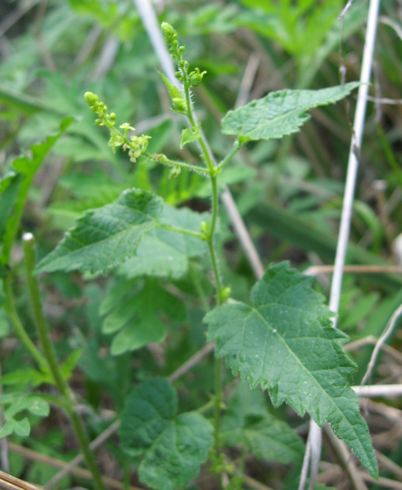 Heartleaf Noseburn
