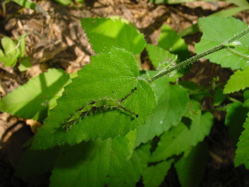 Brush Noseburn photo 3
