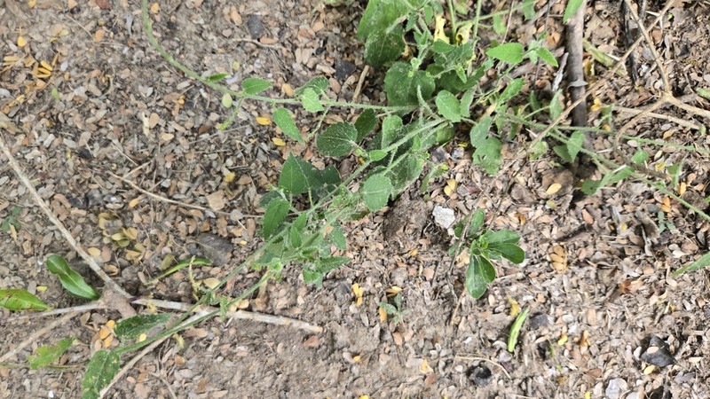 Brush Noseburn photo 5