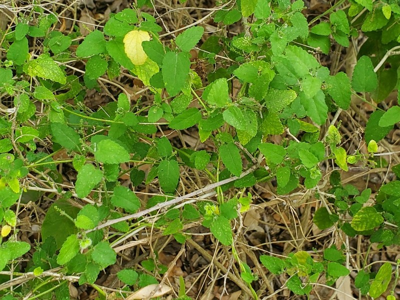 Brush Noseburn photo 6