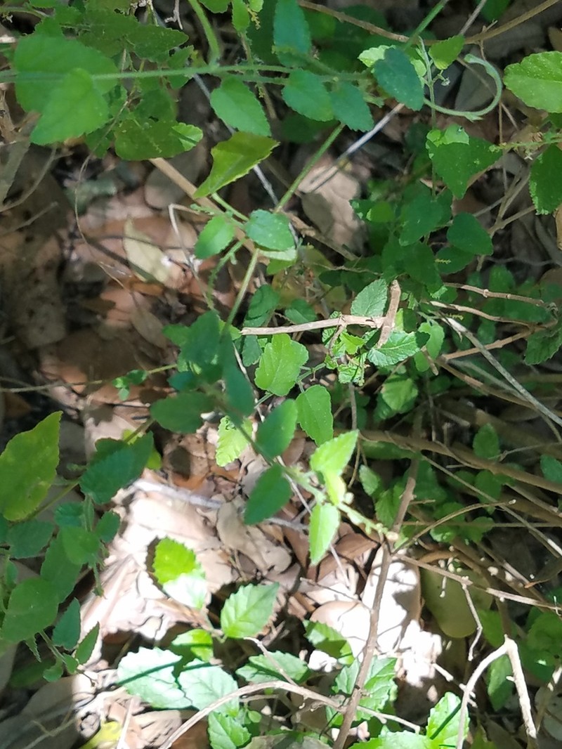 Brush Noseburn photo 8