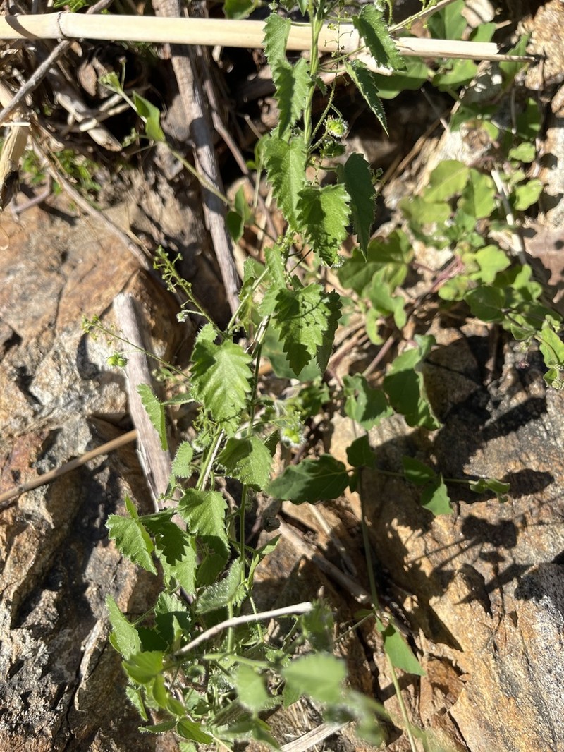 Tragia jonesii