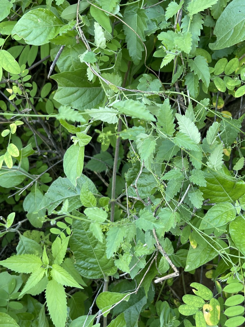 Tragia jonesii photo 2