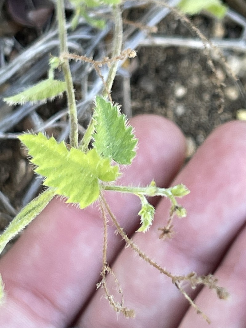 Tragia jonesii photo 3