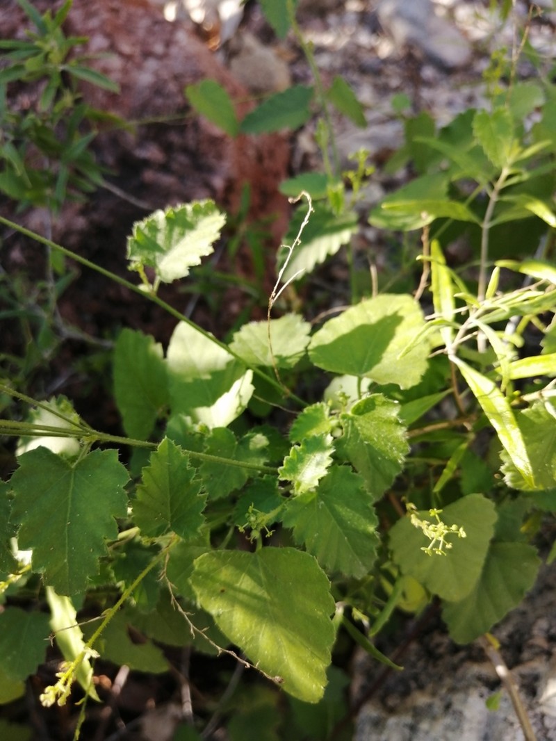 Tragia jonesii photo 4