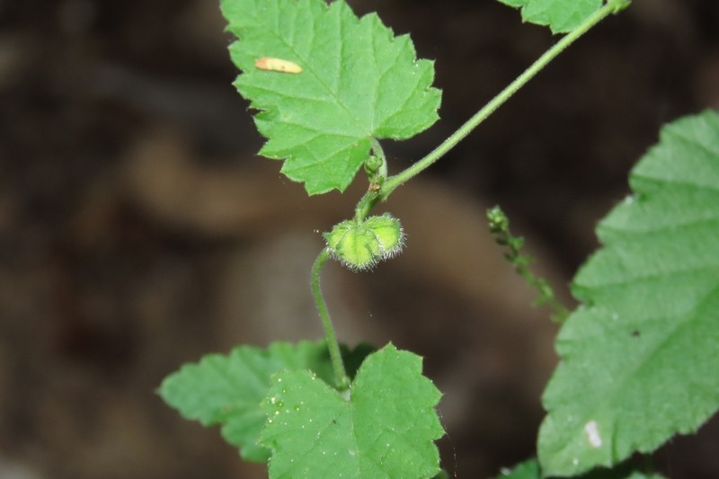 Tragia jonesii photo 5