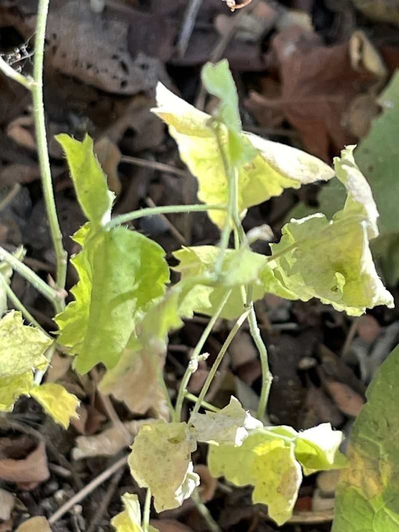 Tragia jonesii photo 6
