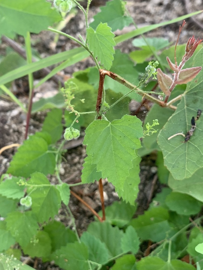 Tragia jonesii photo 7