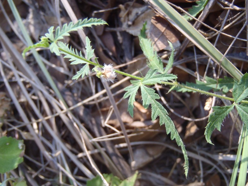 Sonoita Noseburn photo 4