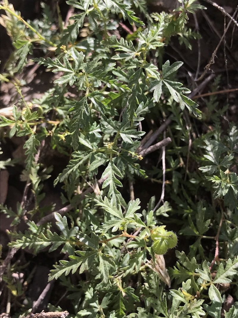 Sonoita Noseburn photo 5