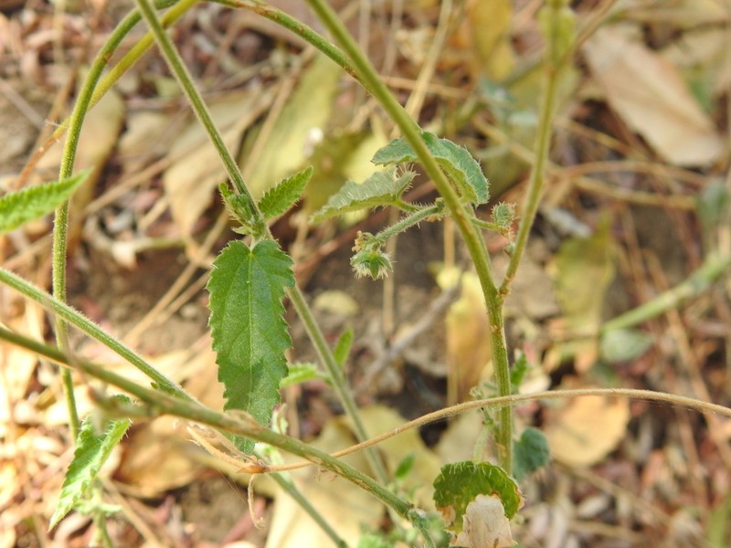 Tragia mcvaughii