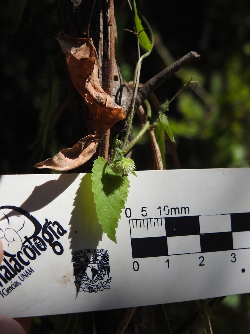 Tragia mcvaughii photo 2