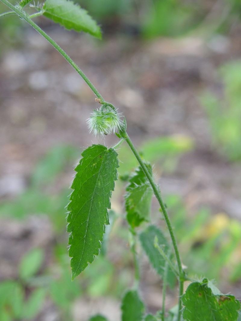 Tragia mcvaughii photo 4