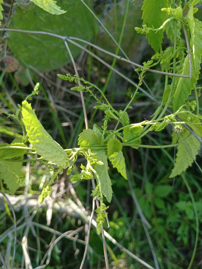 Tragia mcvaughii photo 6